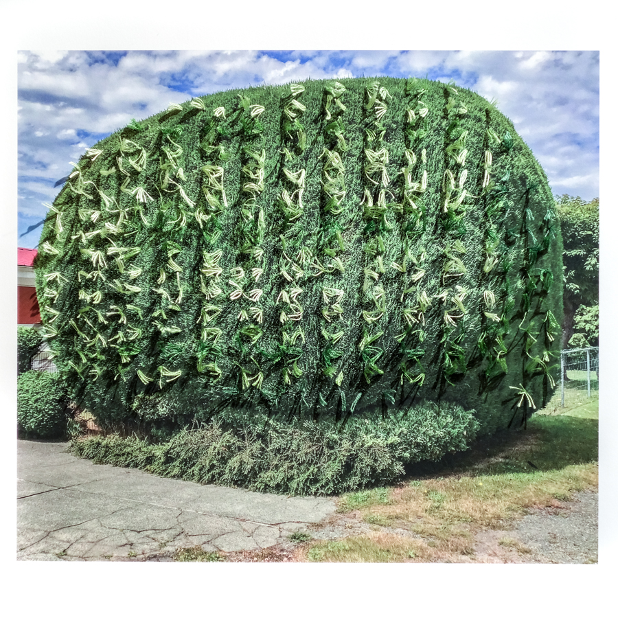stitchedphotos-hedge2-7140